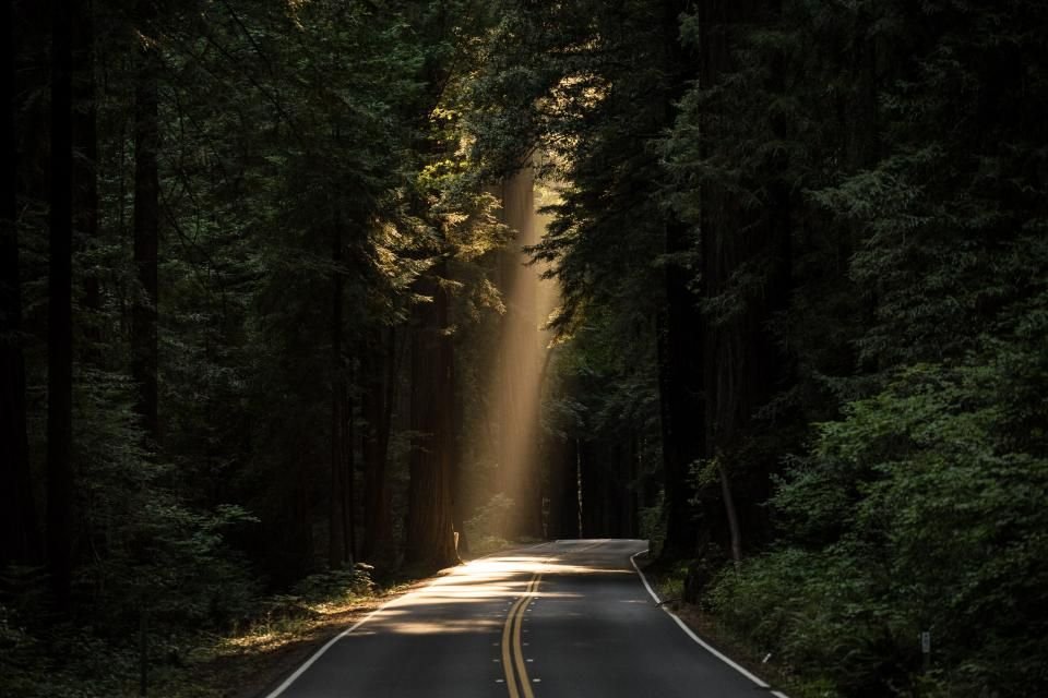 A wooded road opening into light, the kind of drive our collectors make to reach people who cannot easily get to a clinic