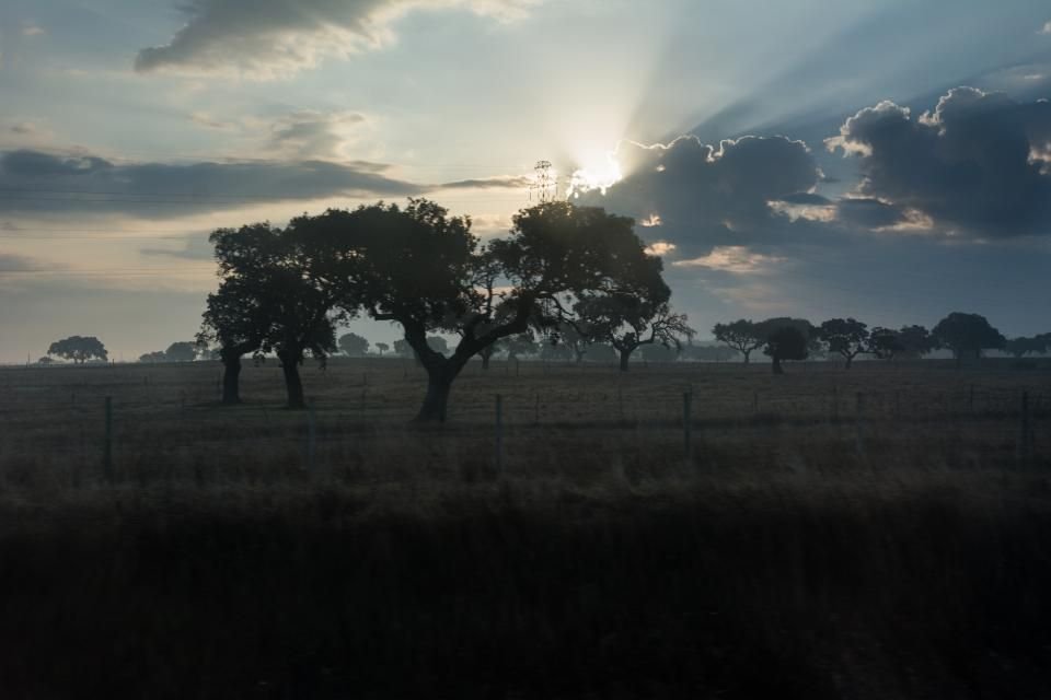Sunrise over open country, the start of a day spent driving collections out to sites across the state